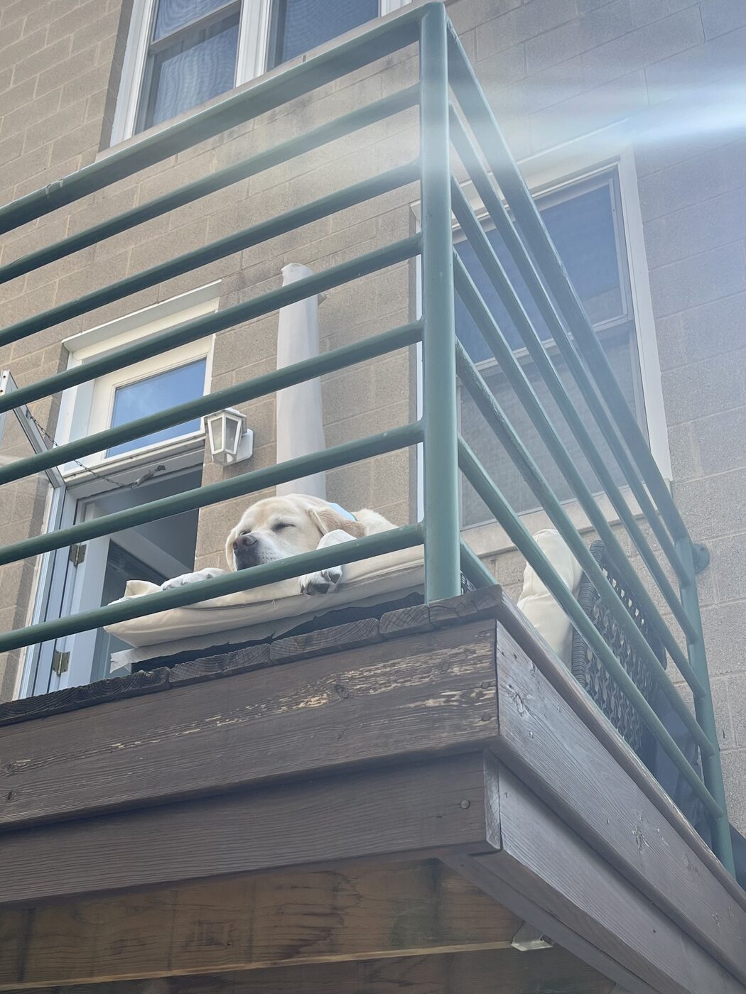 A sleeping yellow Labrador on a balcony